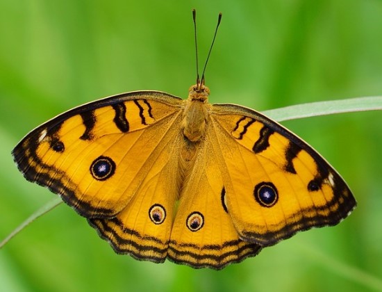 dibujo mariposa colorear